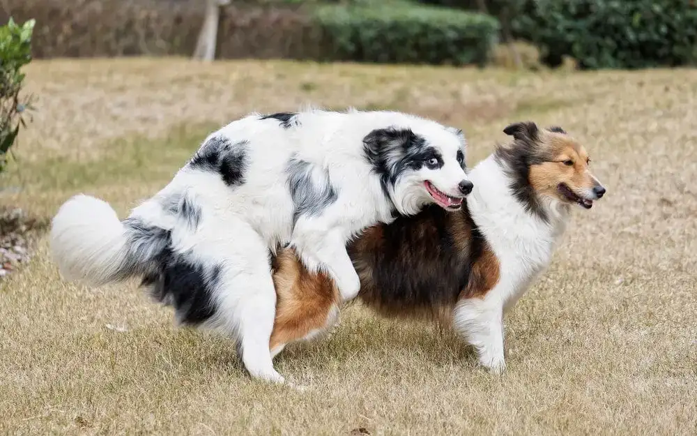 dois cachorros transando