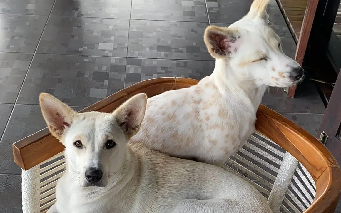 Chiens tachetés de blanc sur une chaise.