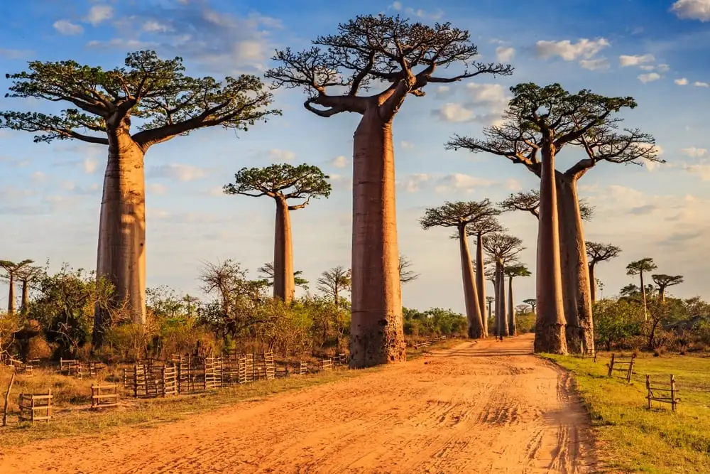 20 najboljših varnostnih nasvetov za potovanje na Madagaskar