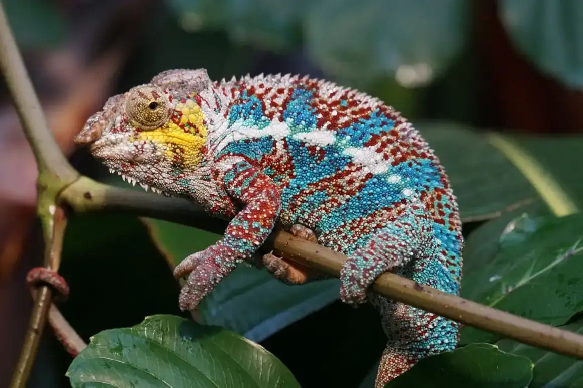 Què empaquetar per a Madagascar