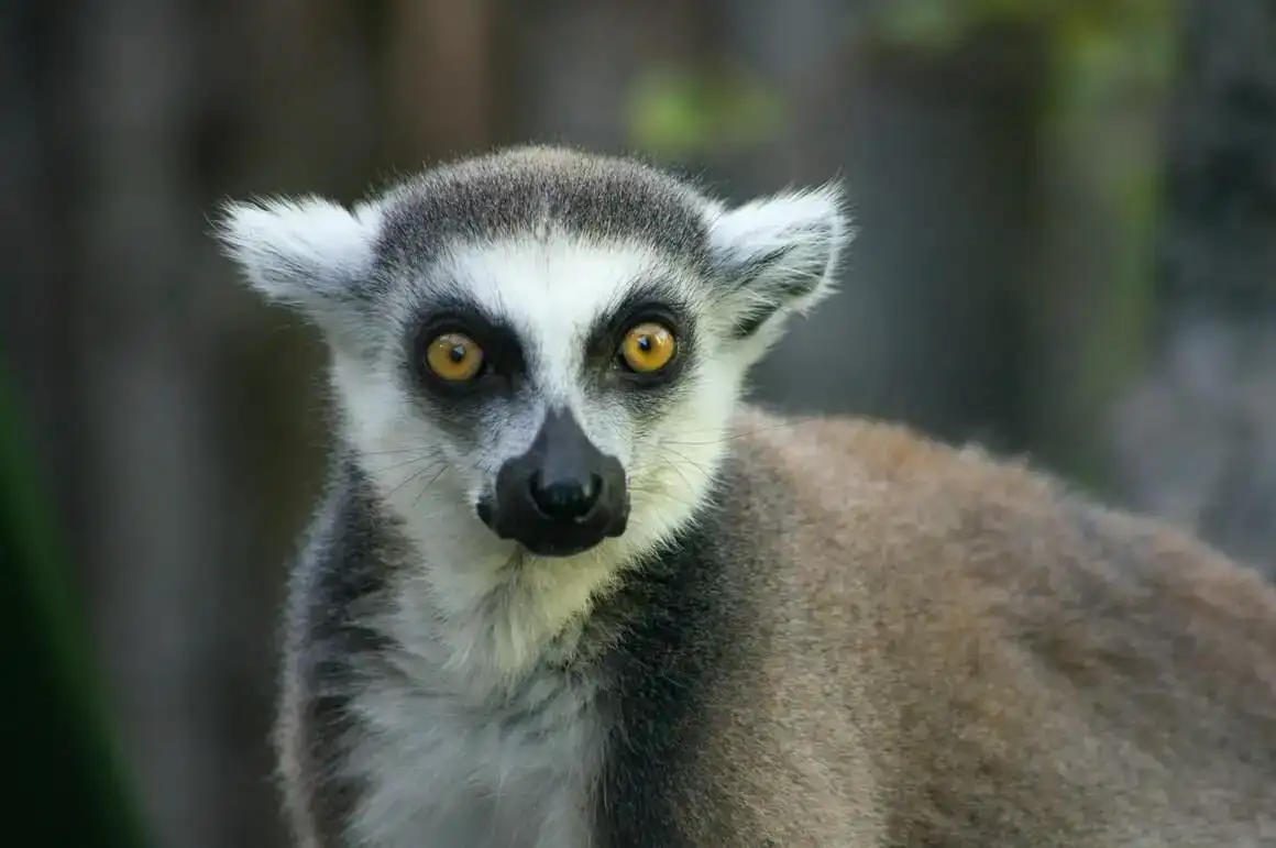 Aspectes destacats de Madagascar Plus