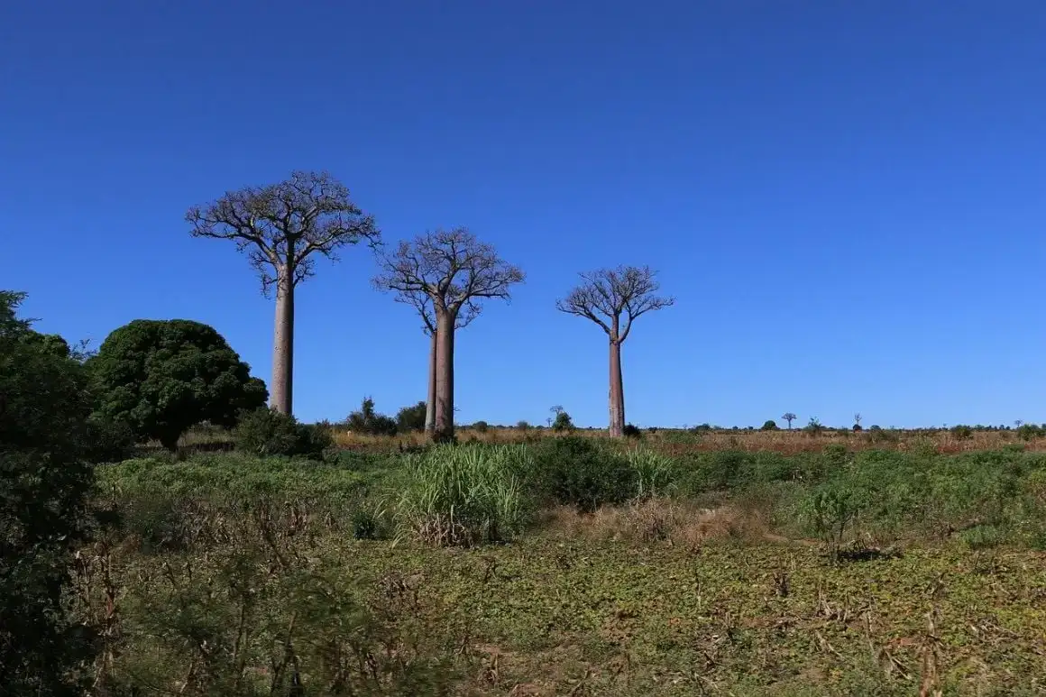 Baobabs de Madagascar i més enllà