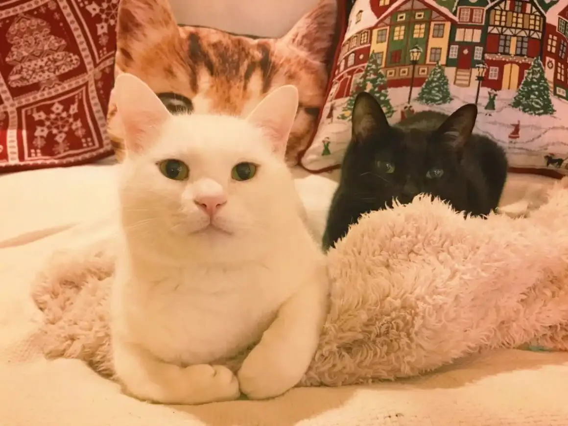 Kaksi kissaa peitolla Mad Cat -hostellissa Osakassa, Japanissa