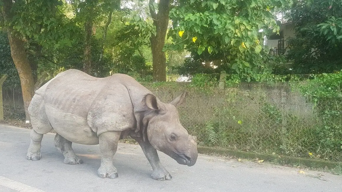 Rinoceronte caminhando por uma estrada com selva atrás