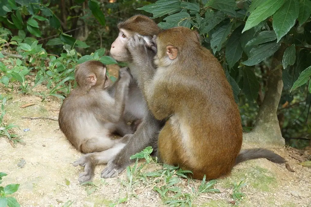 Công viên thành phố có tường bao quanh Cửu Long
