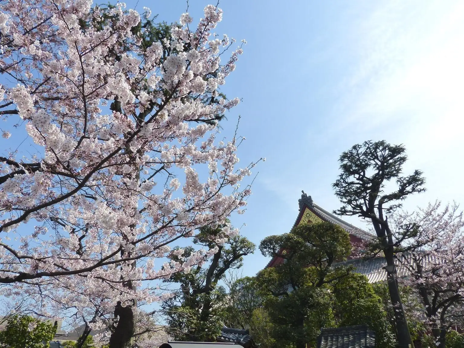 Kirsikankukka Tokio