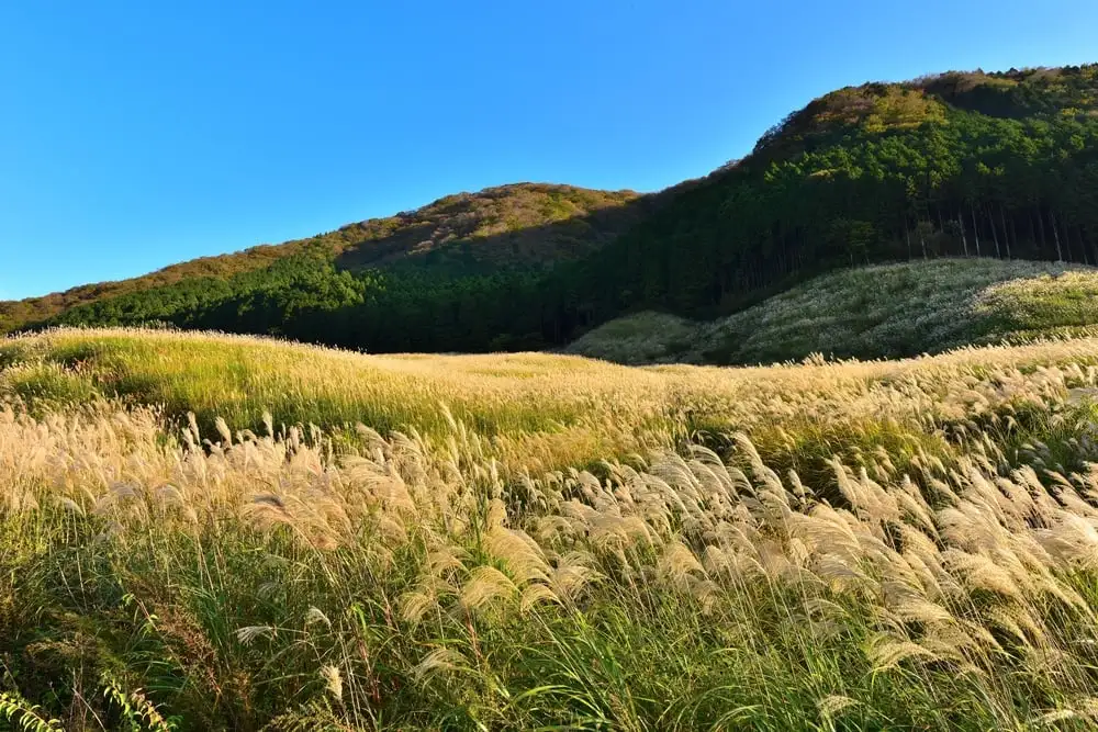 Pole trawy Sengokuhara Pampas
