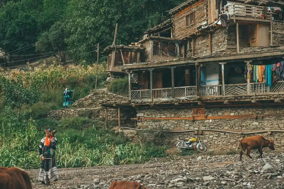 mulher com roupas tradicionais e sua vaca nos vales de Kalash, vistas enquanto viajava de mochila às costas no Paquistão