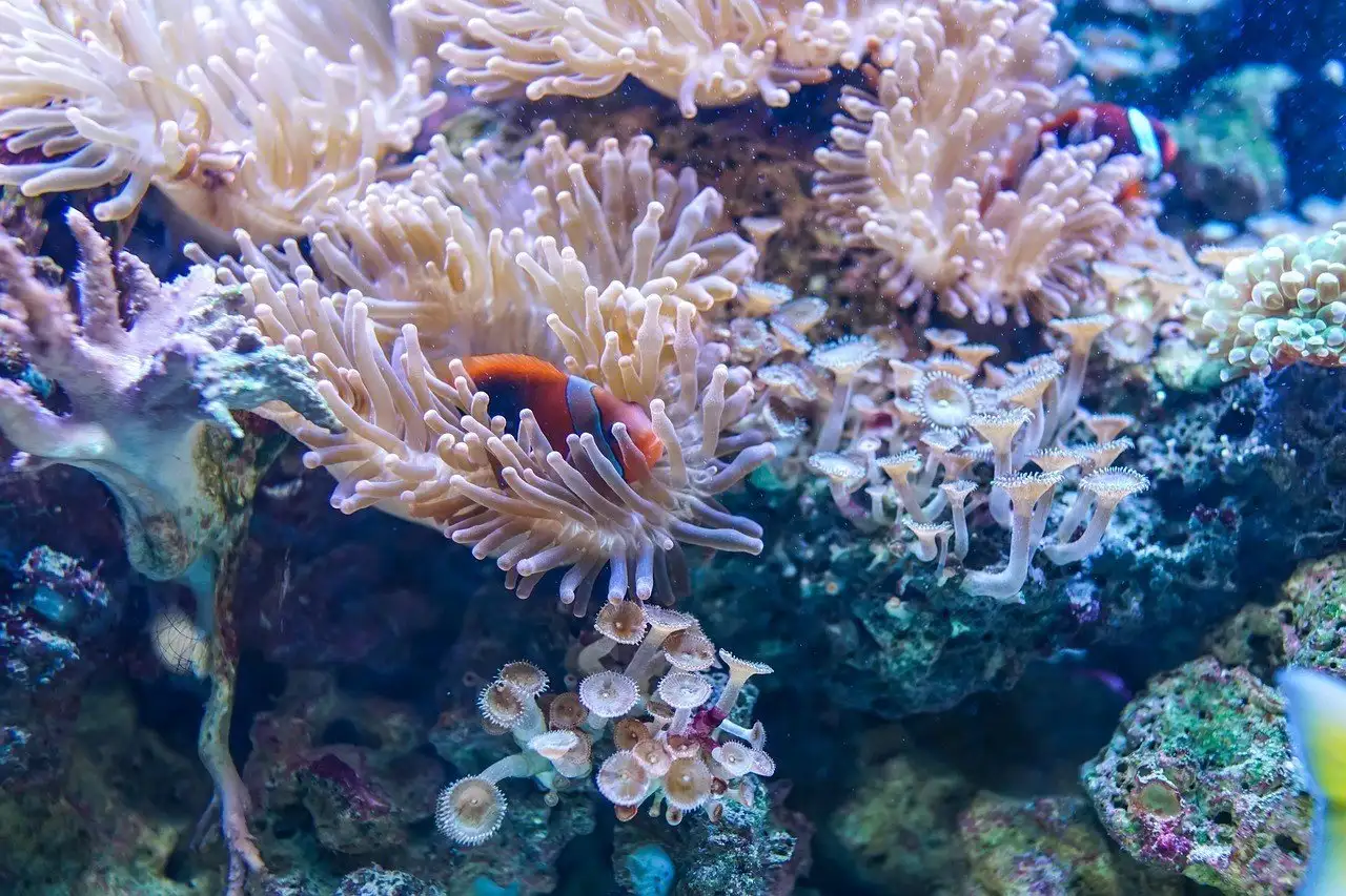 Snorkelēšana un niršana ar akvalangu