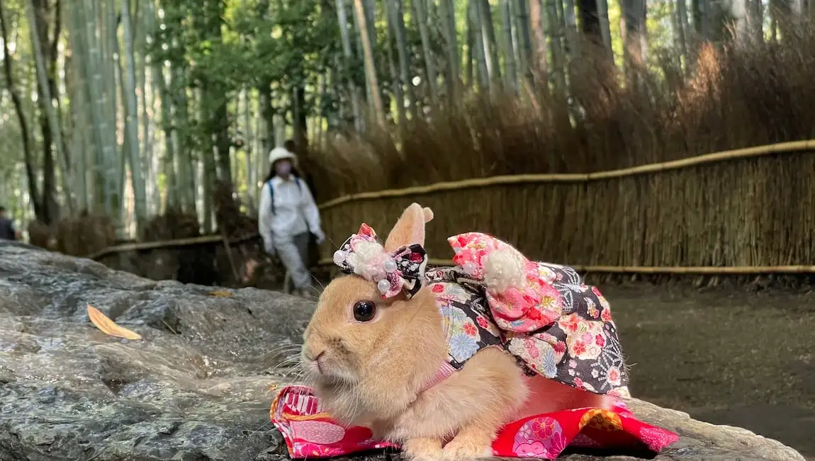 Un lapin vêtu d'un kimono se détend dans les forêts de bambous de Kyoto.