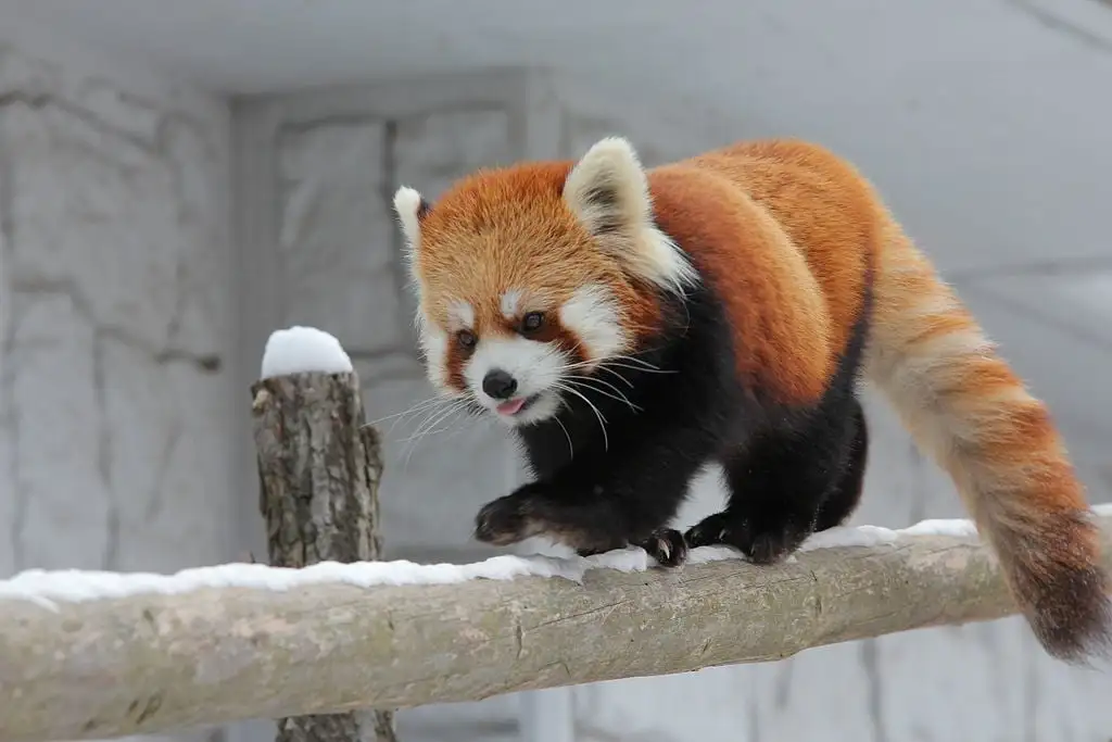 Zoo di Maruyama della città di Sapporo