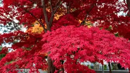 Parc Nakajima, Sapporo