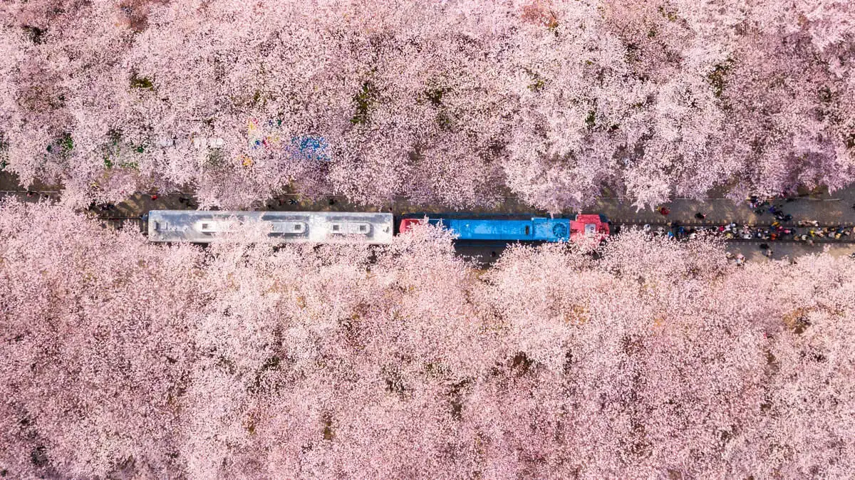 Un train public en Corée du Sud flanqué de fleurs de cerisier