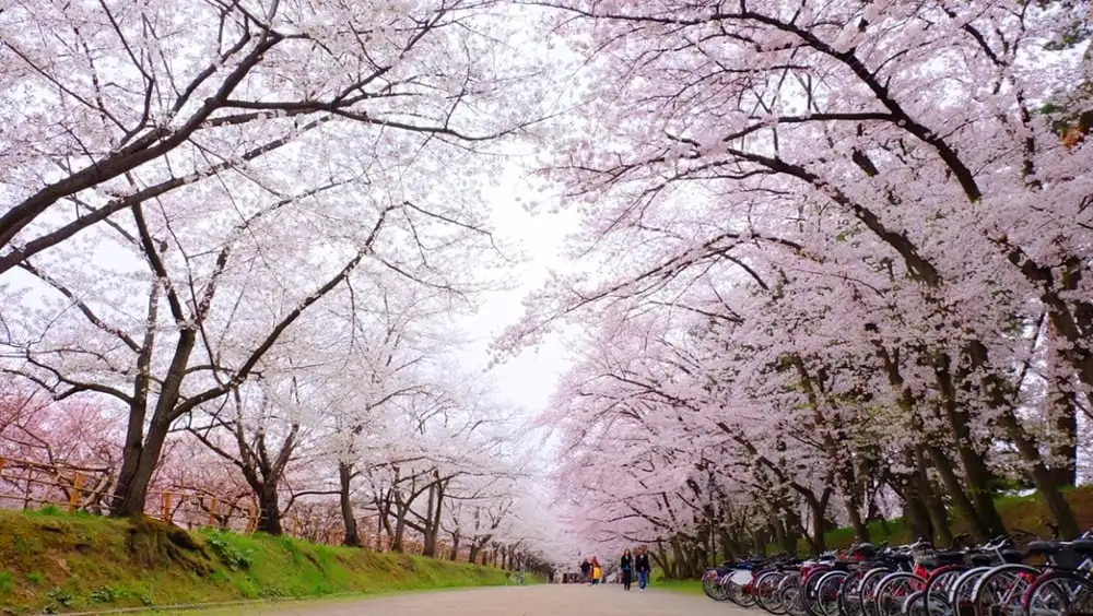 guide de voyage pas cher au Japon