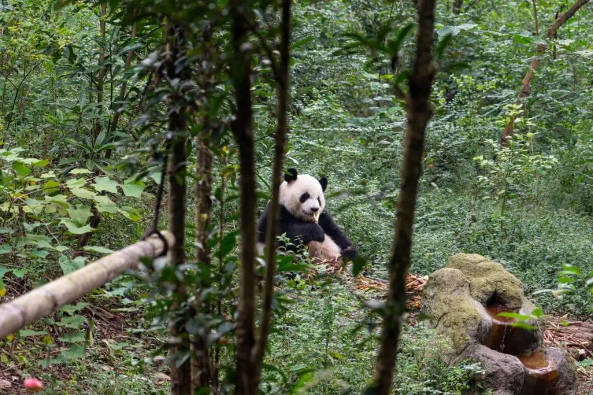 Parc national du Panda géant