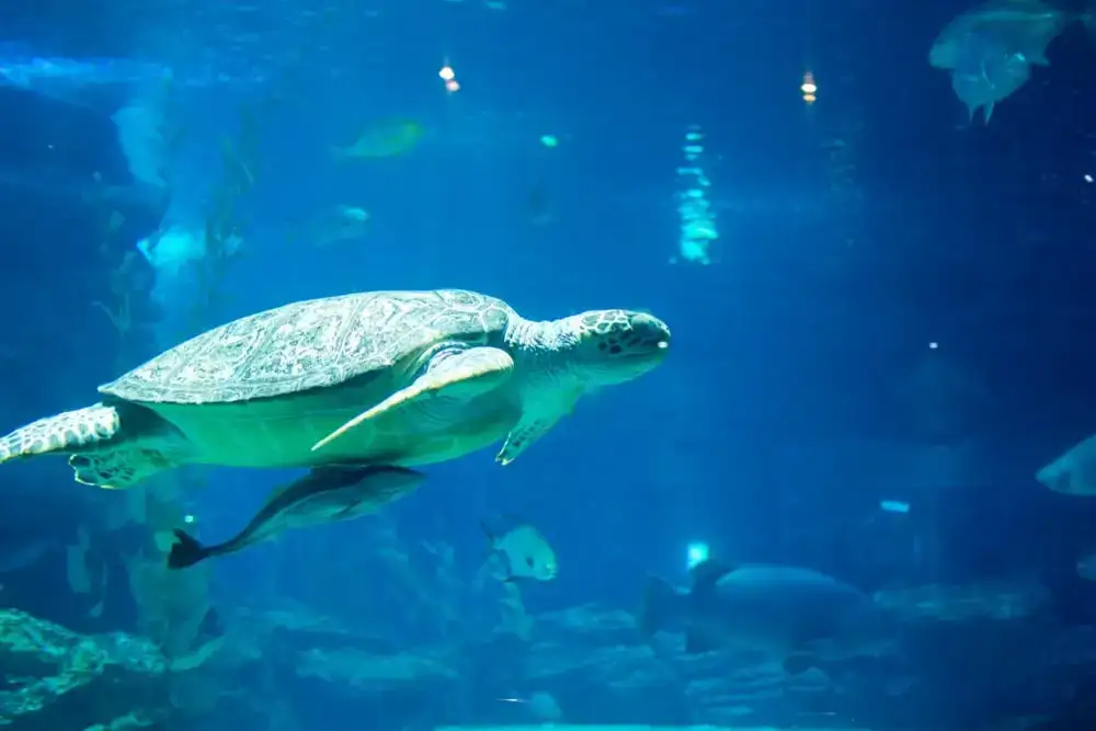 Aquarium Sea Life de Busan