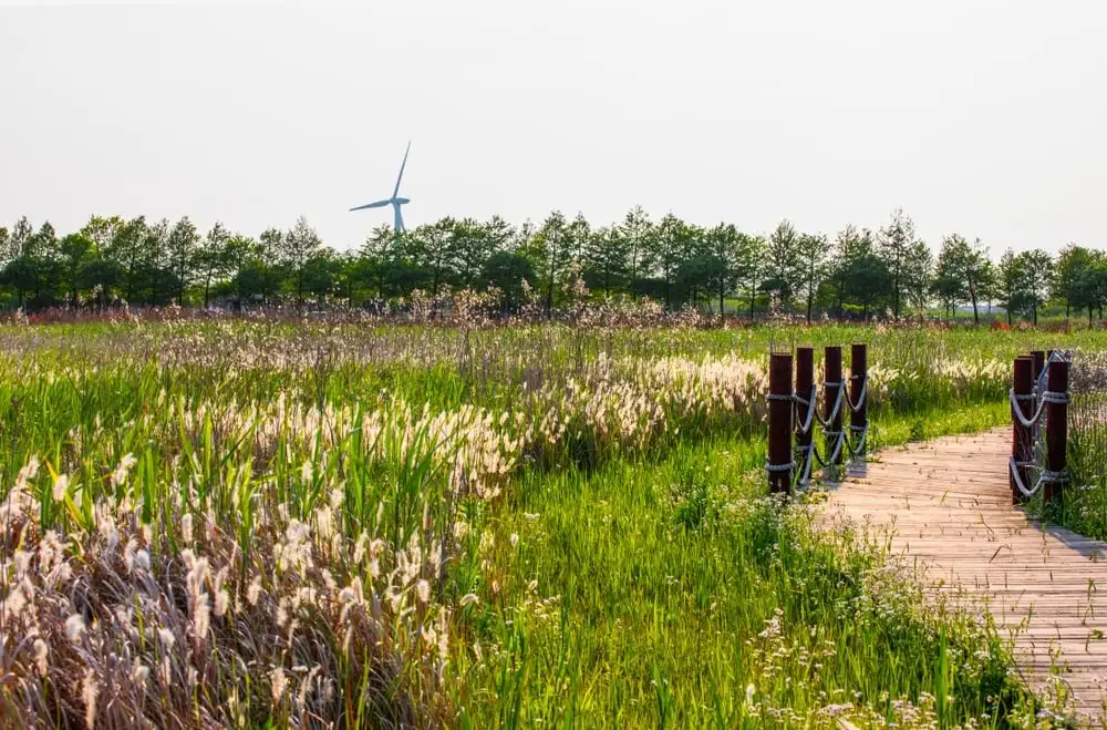 L'île de Chongming à Shanghai