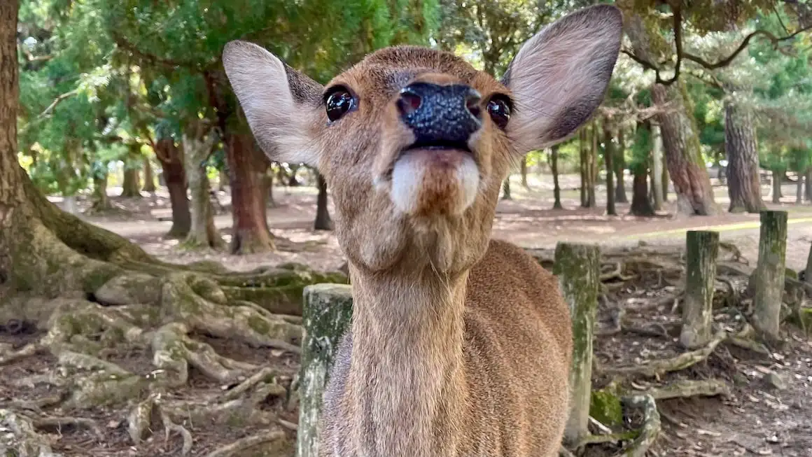 Veado sorri para câmera em Nara, Japão.