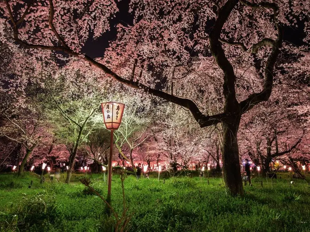 sakura du japon