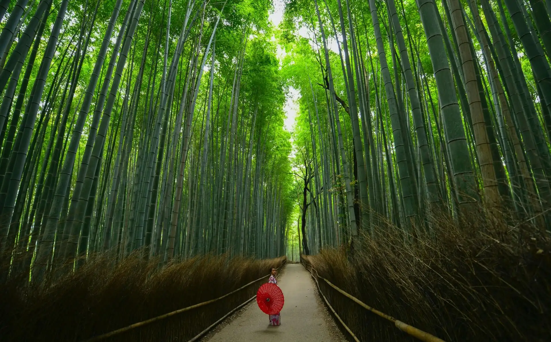Un voyageur entrant dans la forêt de bambous d'Arashiyama, à Kyoto - un site incontournable au Japon