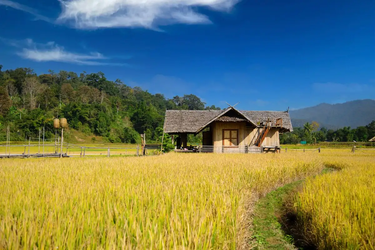famille d'accueil en bois dans les champs en Thaïlande