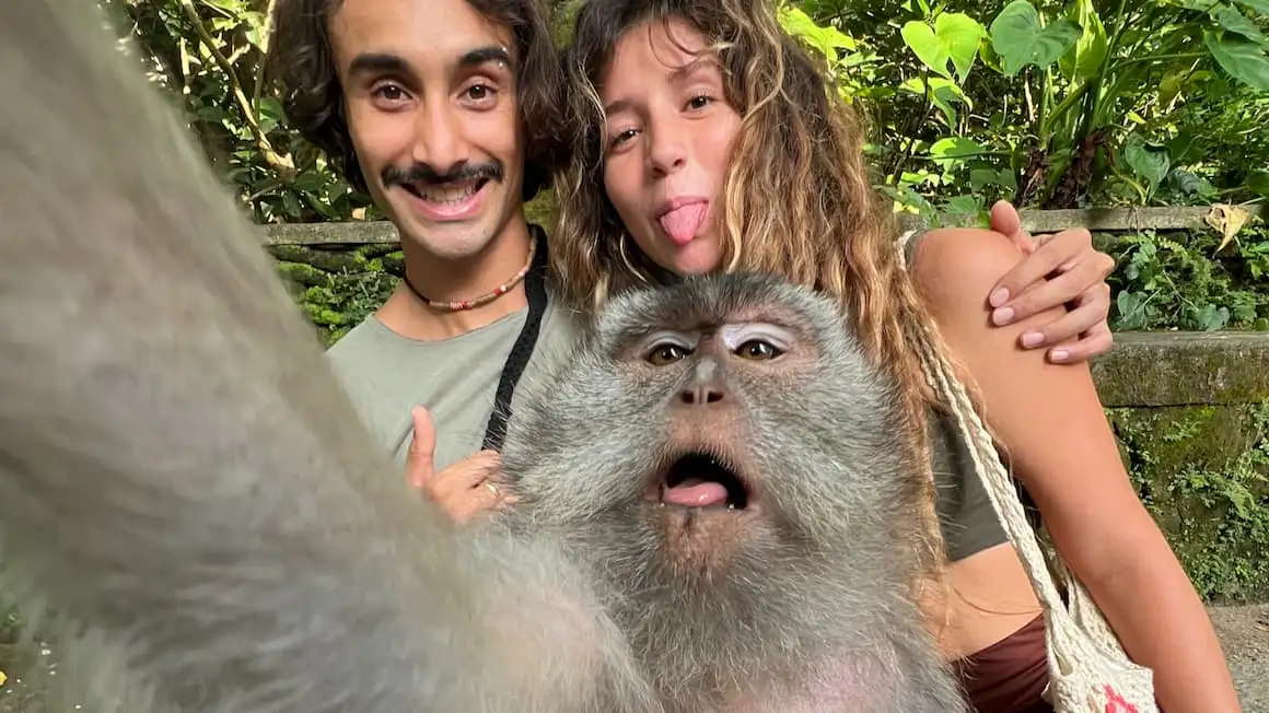 macacos fazendo sexo viajam em casal