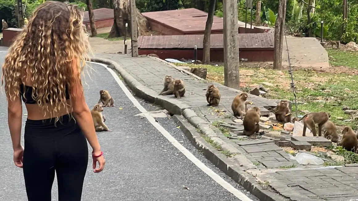 en flicka som stannar för att säga hej till en familj av apor på gatorna i Thailand