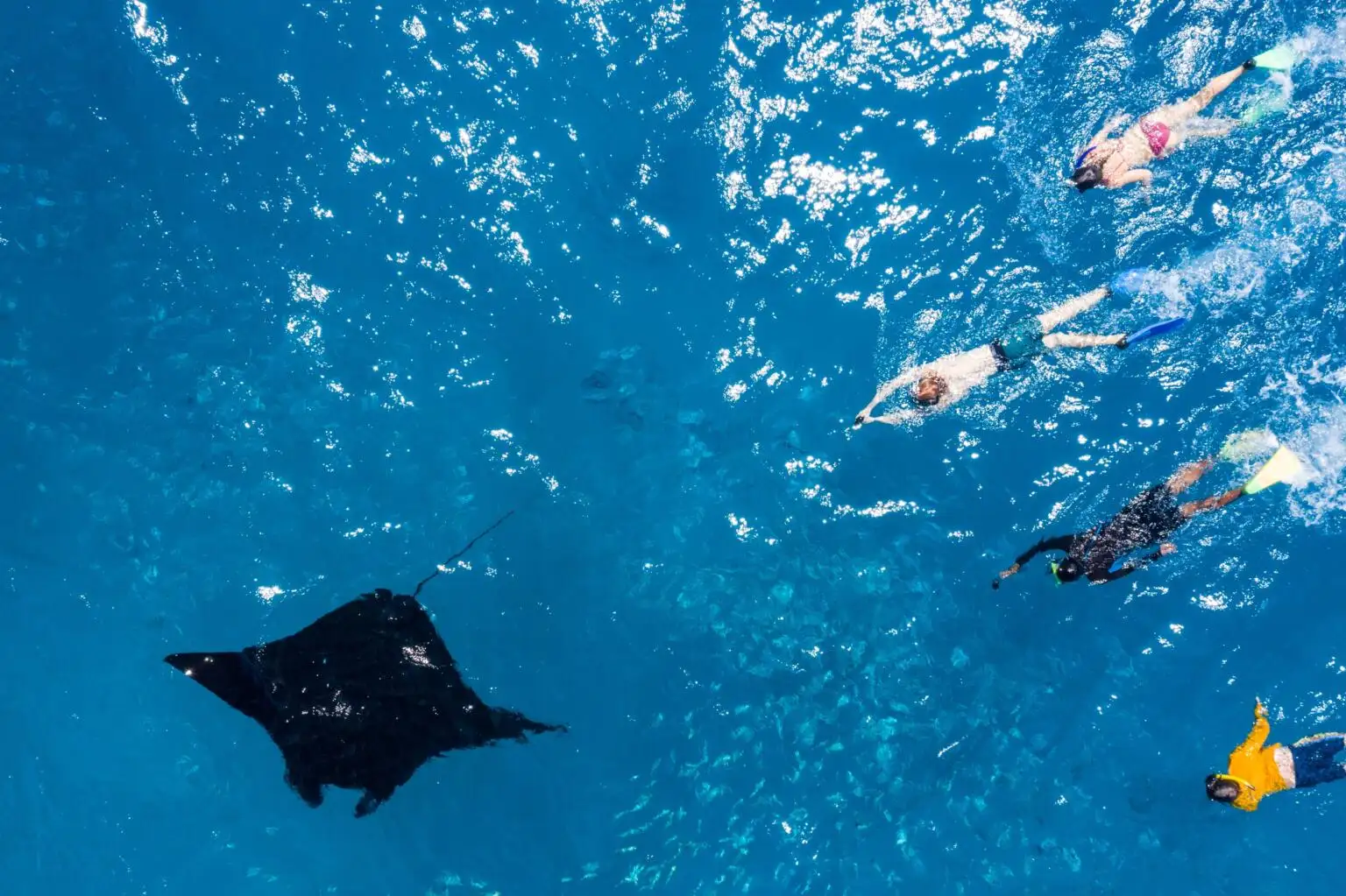 Plongée avec les raies manta à Yasawa