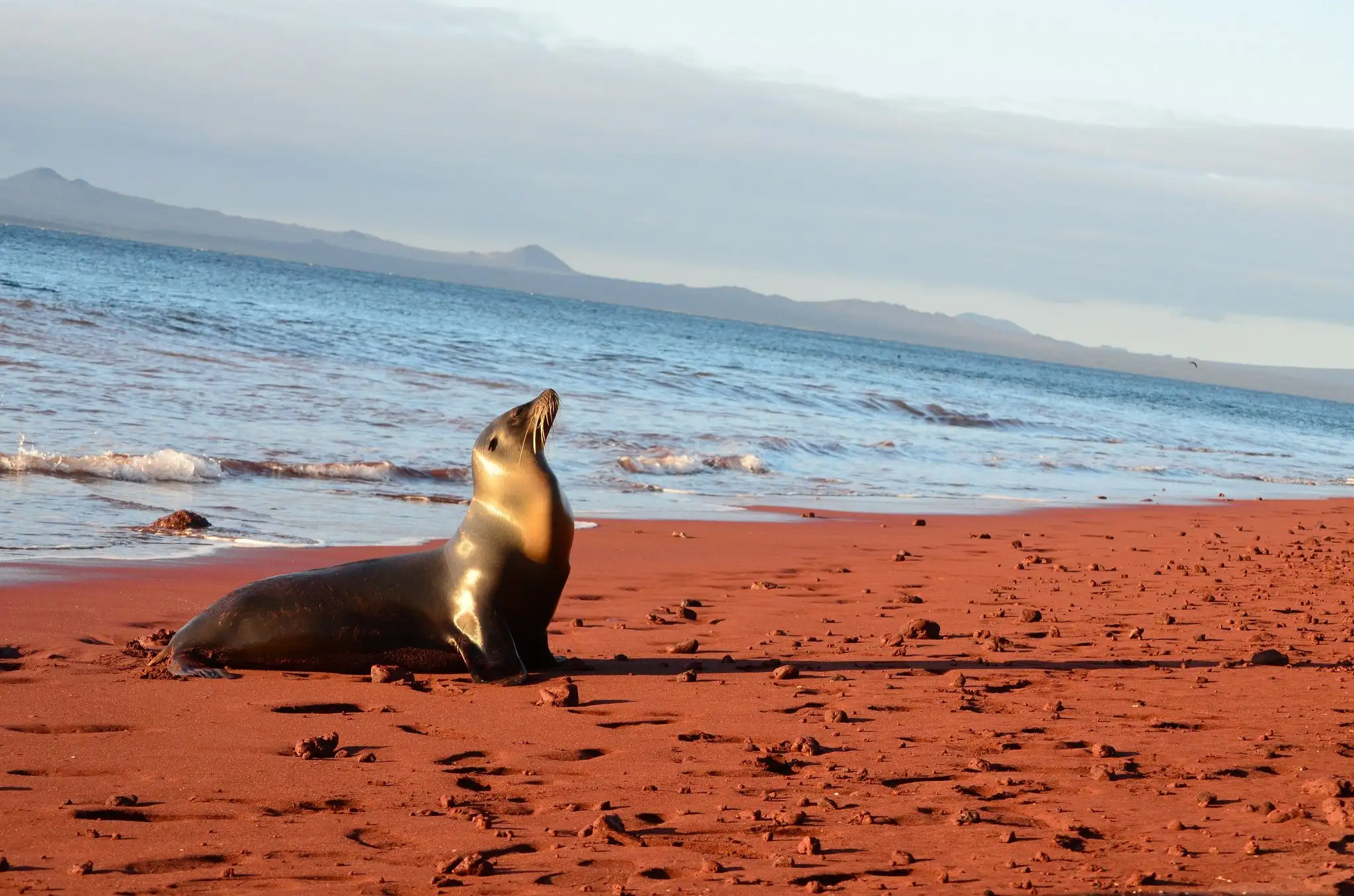 Un phoque sur une plage exotique des îles Galapagos