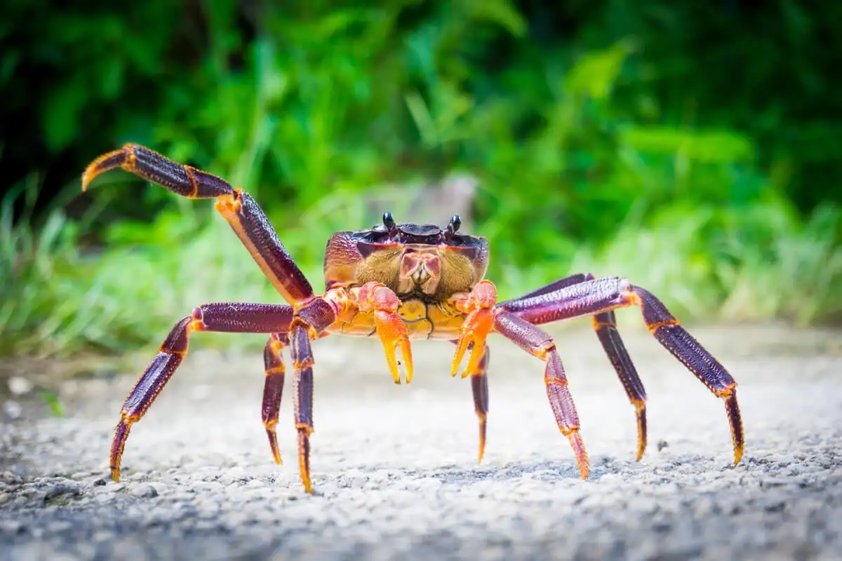 Crabe de noix de coco - faune indigène de la nation insulaire tropicale de Niue