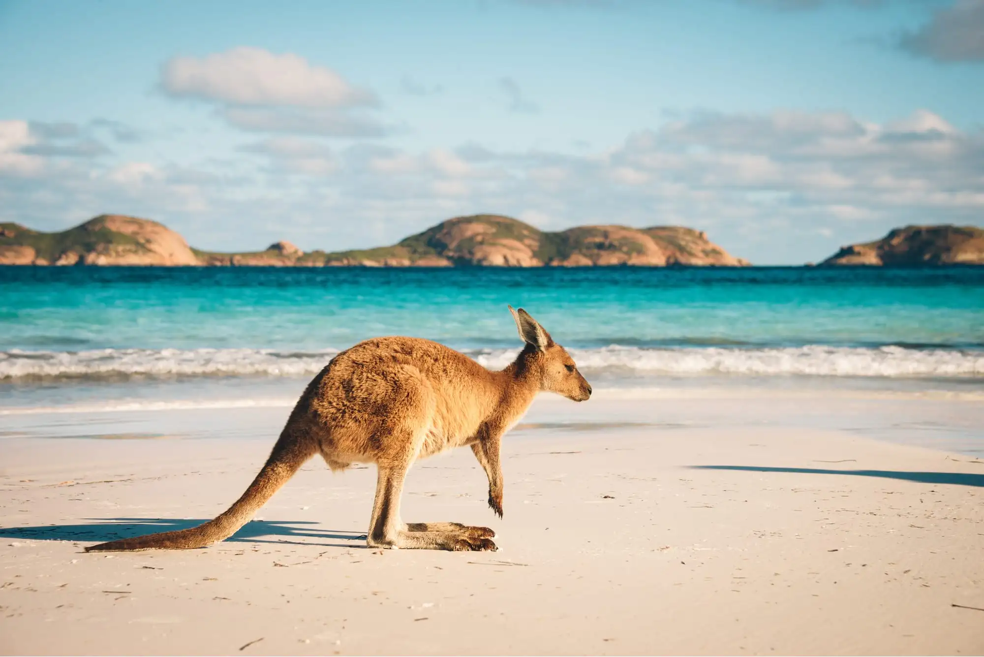 um canguru está em uma praia australiana provando que é o melhor lugar do mundo para se viver em um veleiro.