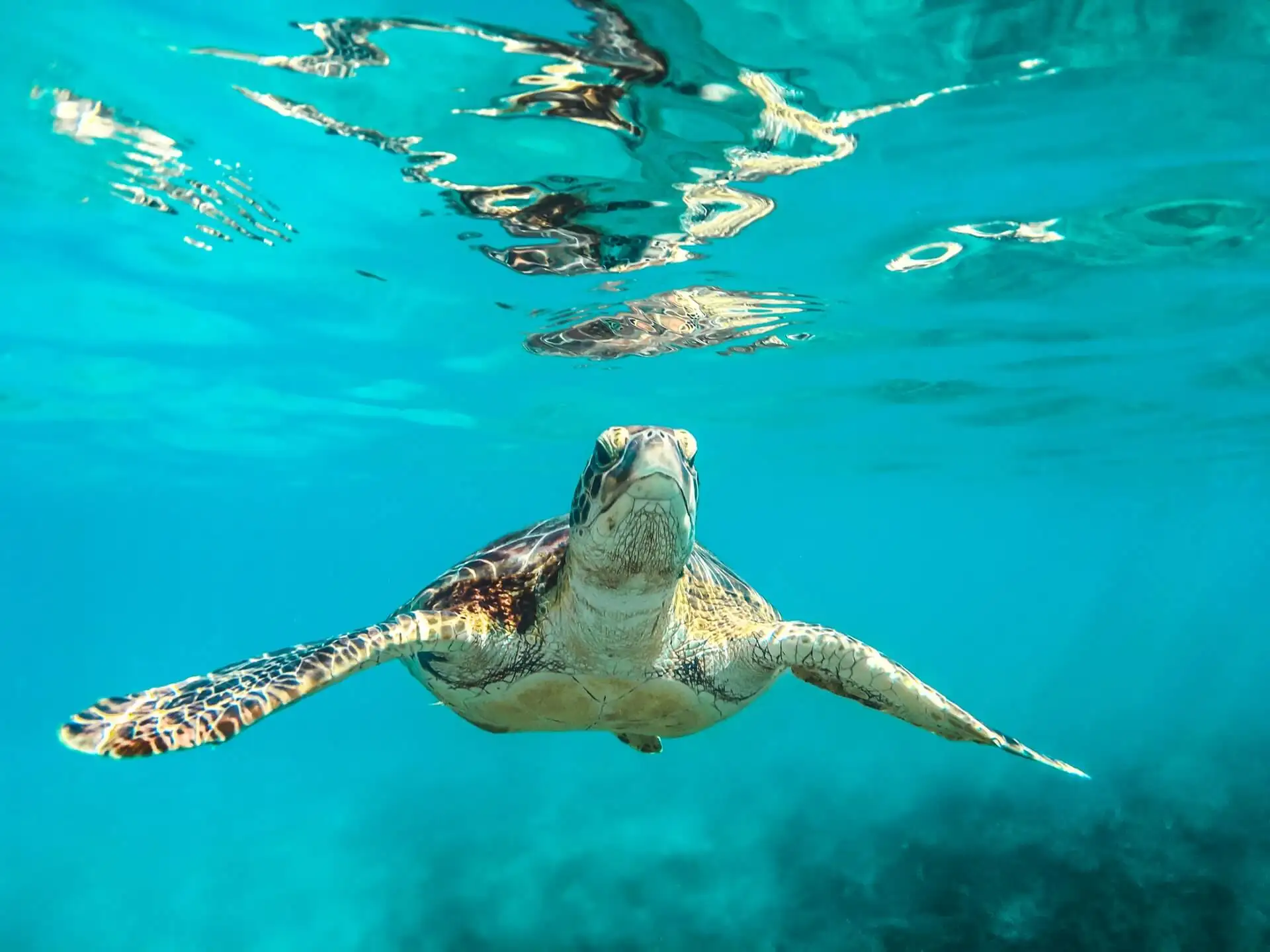 Fotografia de uma tartaruga tirada por um mergulhador que vive em um barco no Caribe.