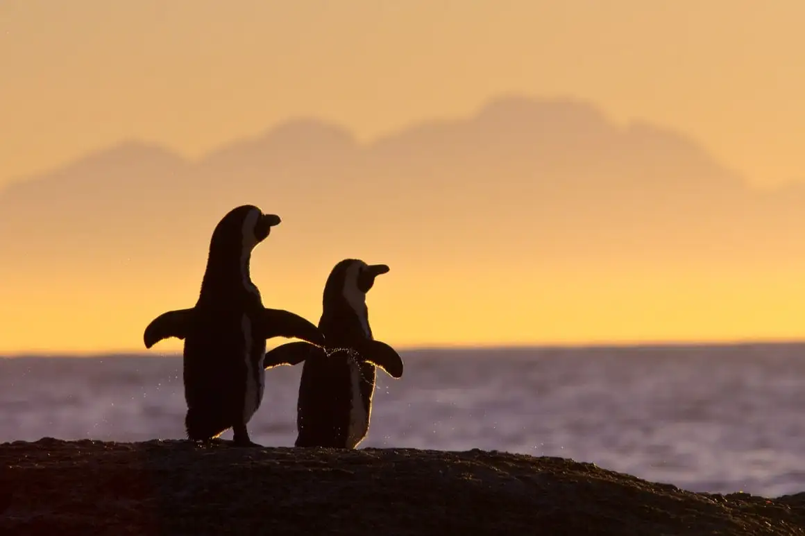 dois pinguins gays na cidade do cabo