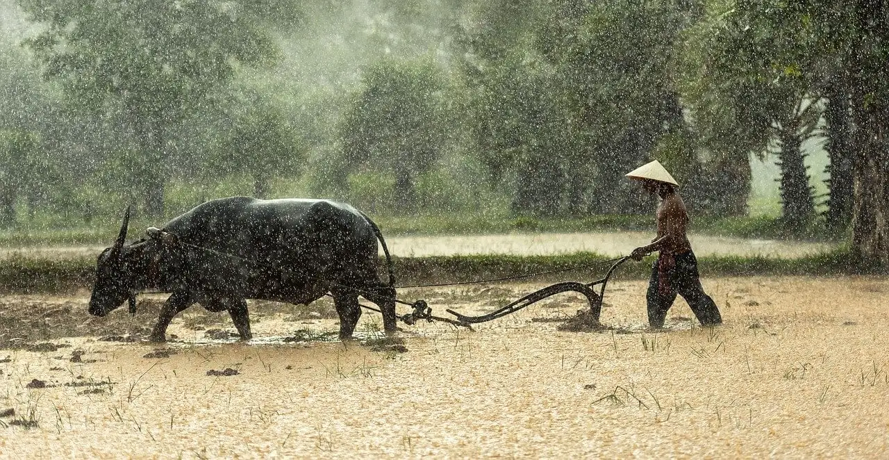 Um agricultor vietnamita conduz um búfalo no belo Vietname.