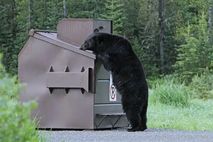 Urso de lixo