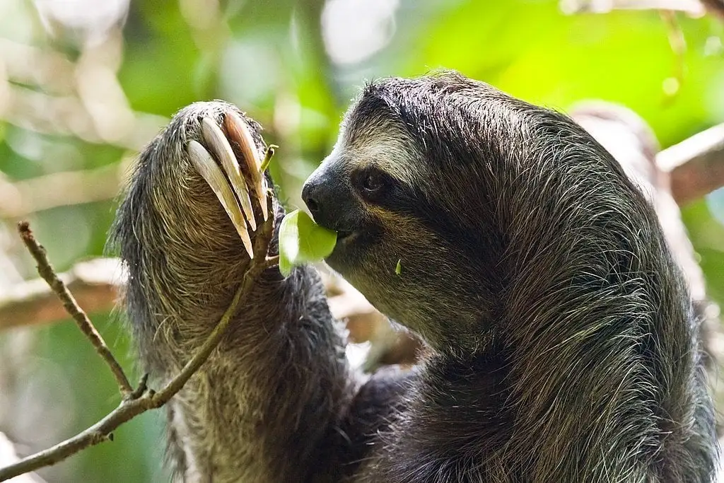 Sanctuarul de leneș și animale sălbatice Cahuita