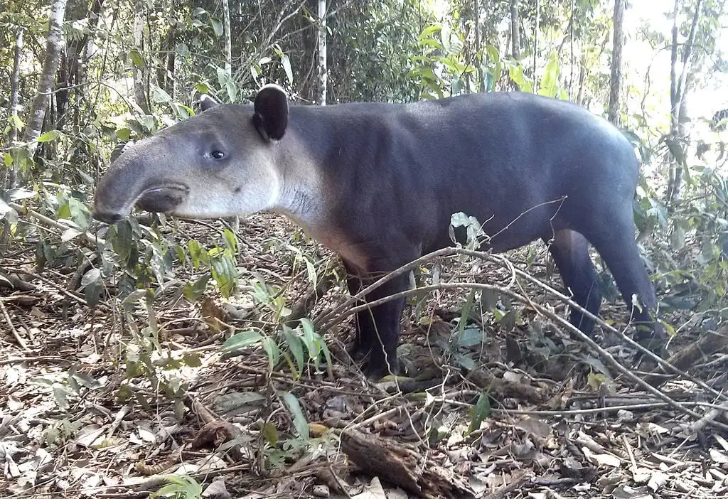 Plimbare de noapte prin Valea Tapirului