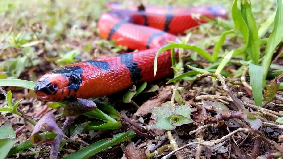 mochilão em Honduras