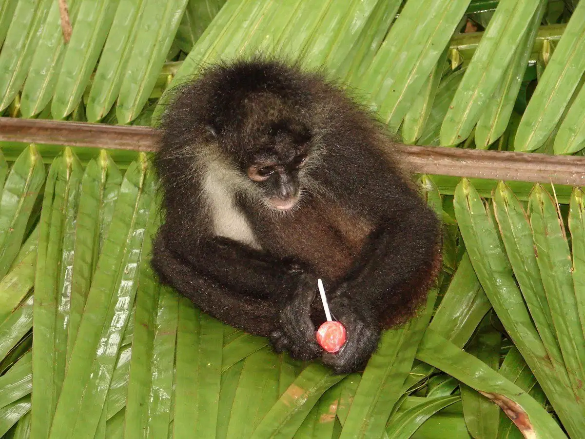 mochilão em Honduras