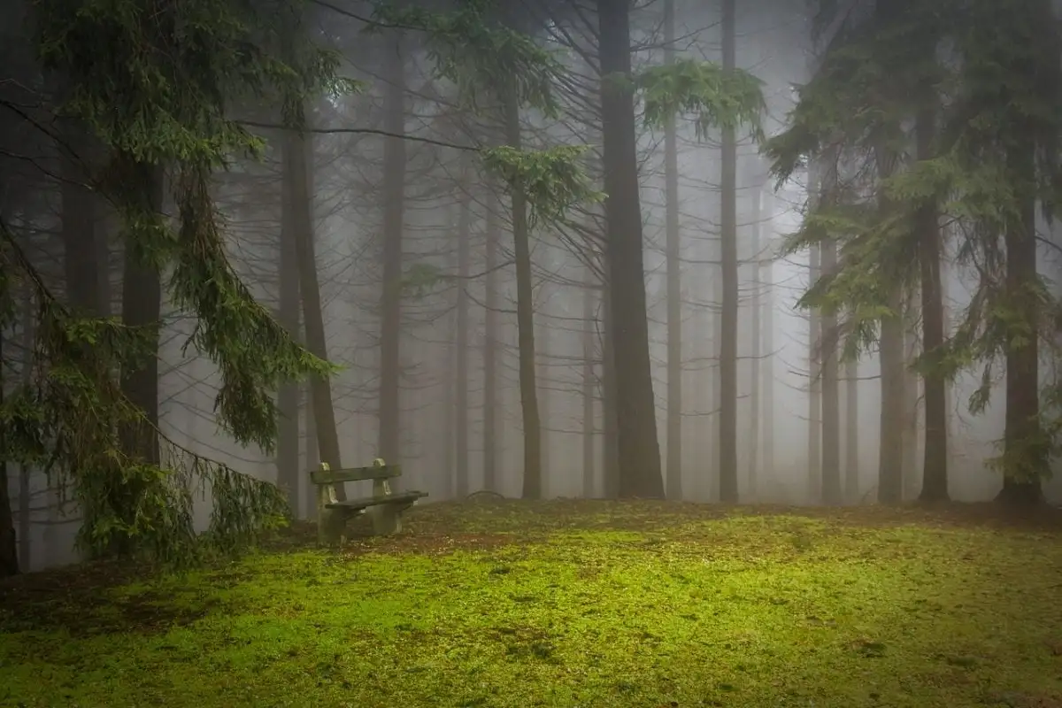 visiter la forêt noire en allemagne