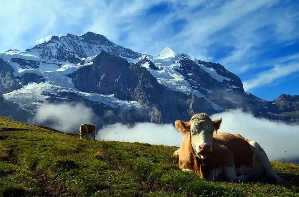 स्विस संस्कृति के लोग हॉर्न बजा रहे हैं