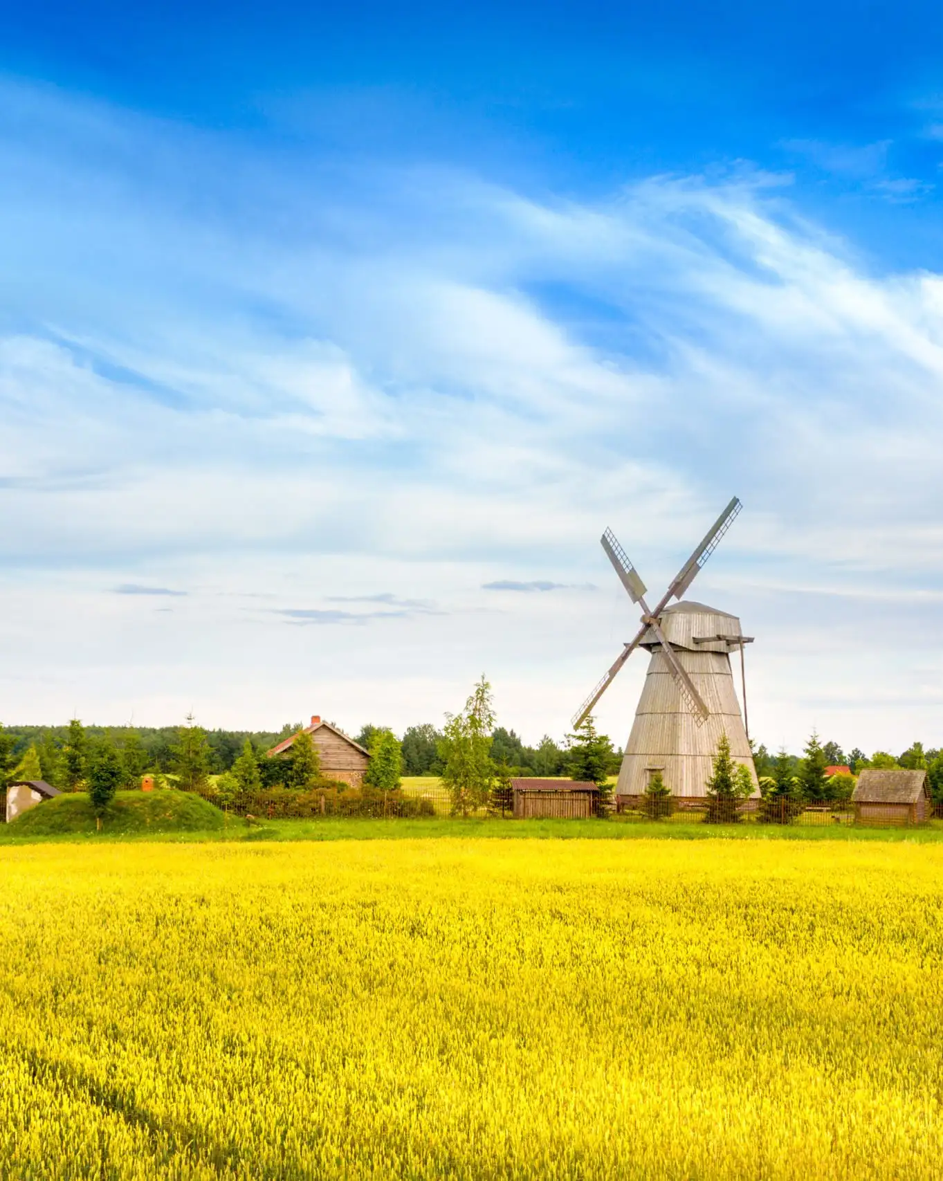 campos dourados na Bielorrússia