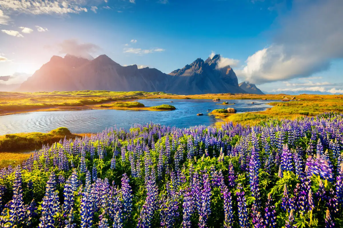Paysage islandais en été avec montagnes, rivière et fleurs.