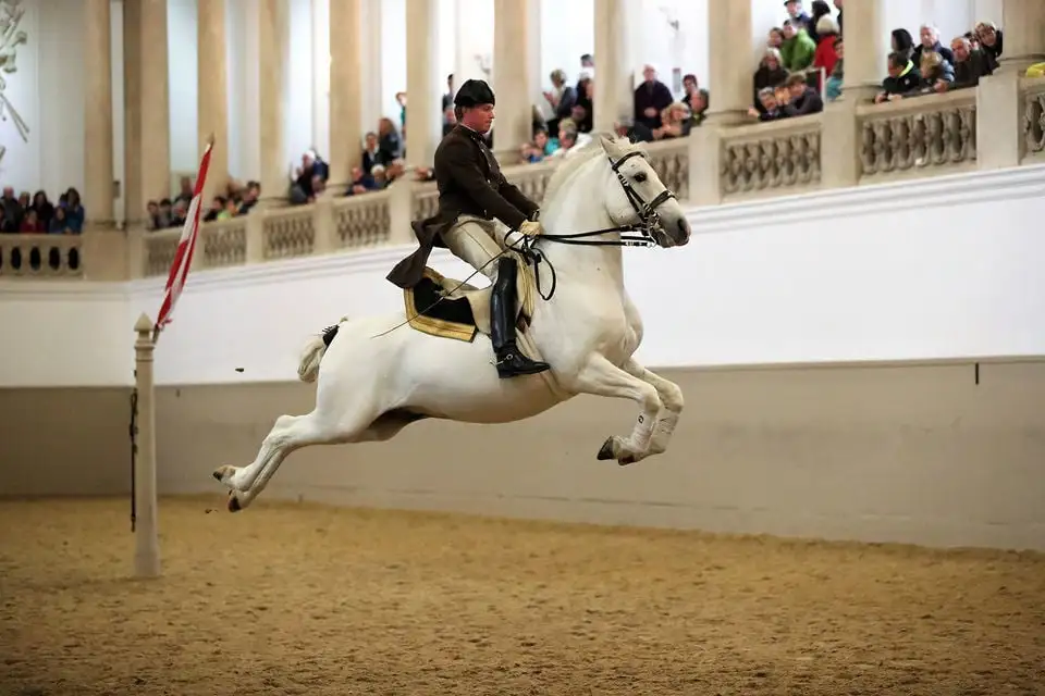 Lipizzans Performance Viena