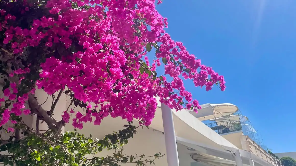rosas na bulaklak sa puting gusali sa greece