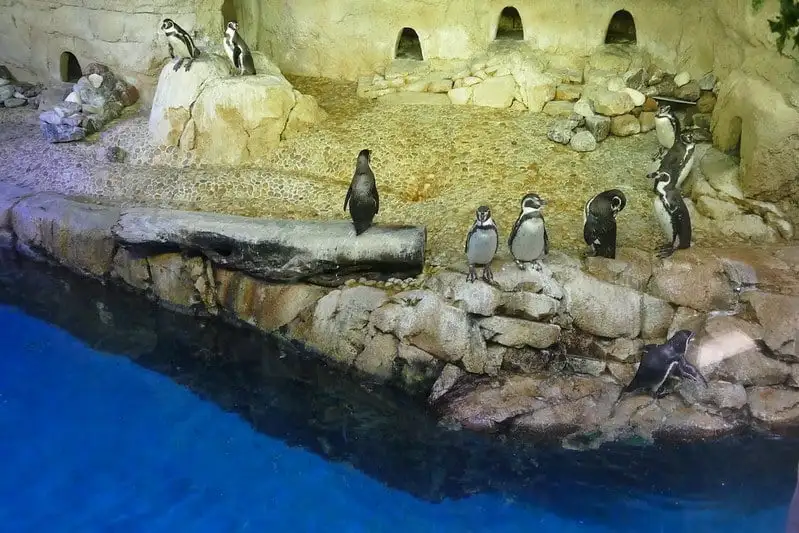 Aquário de Dubai e Zoológico Subaquático