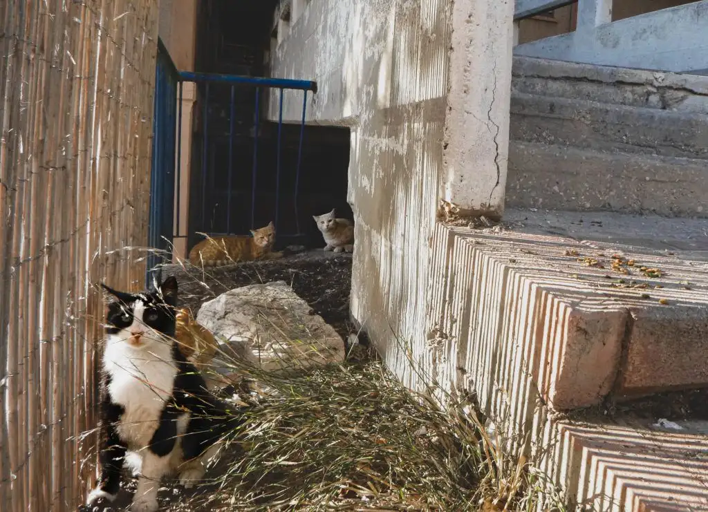 Un groupe de chats des rues dans le quartier de la vieille ville de Nazareth