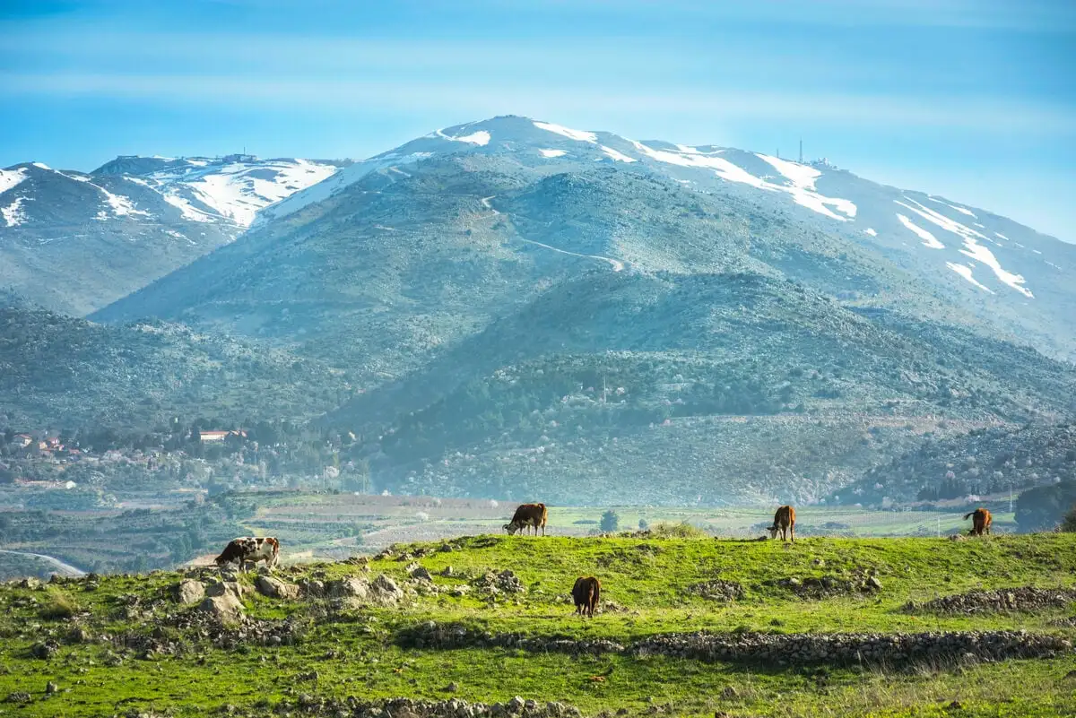 Un champ luxuriant sur les hauteurs du Golan, dans le nord d'Israël, avec le mont Hermon derrière