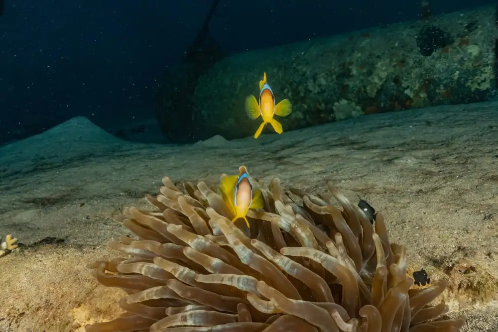 Photo de poisson et d'anémone lors d'une plongée sous-marine à Eilat