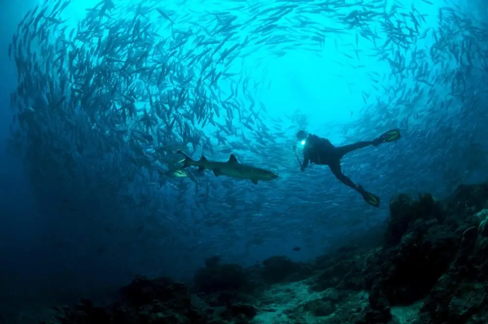 Site universitaire - Meilleure plongée sous-marine à Eilat pour les amoureux de la vie marine